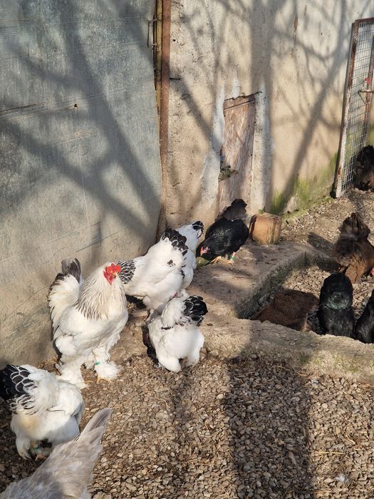 Brahma pitic HD, HDA, Potarnichiu