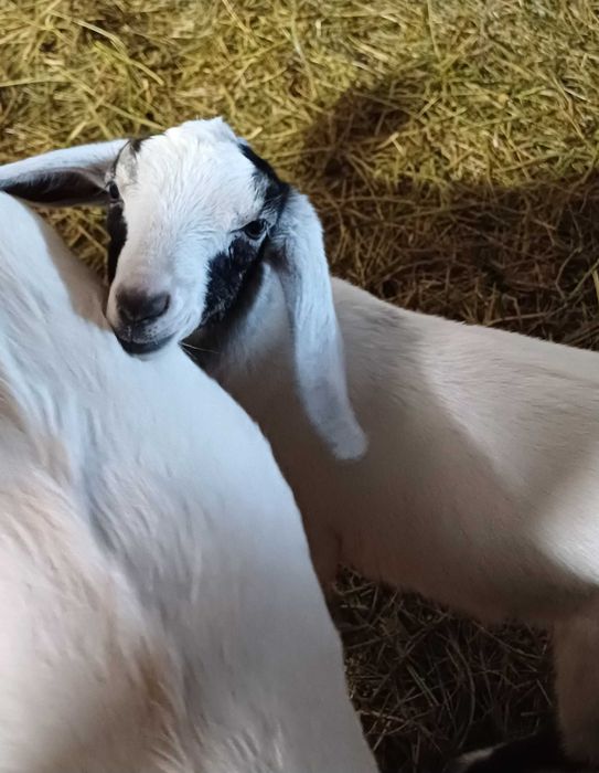 Продаётся козлёнок с хорошими кровями