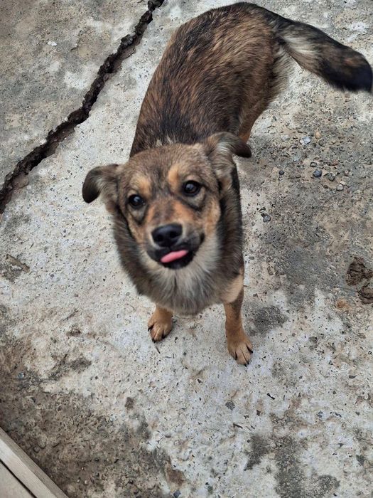 Собака одается в хорошие руки