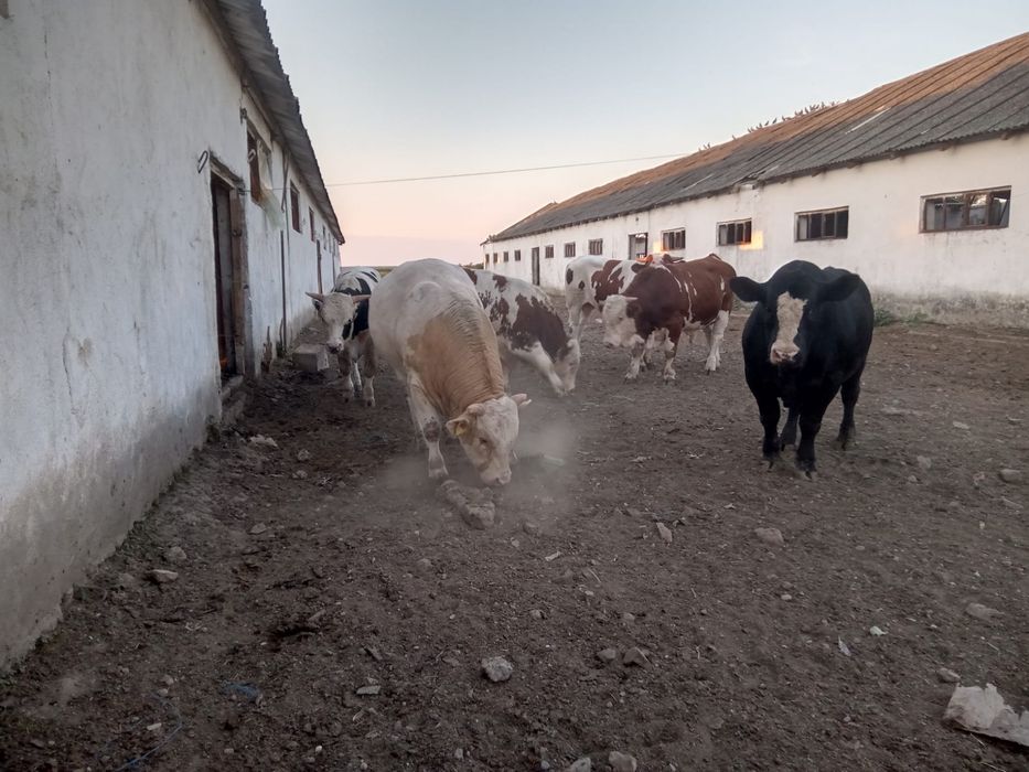 vand 20 bucati tauri