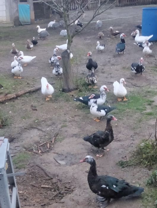 Rațe leșești crescute bio