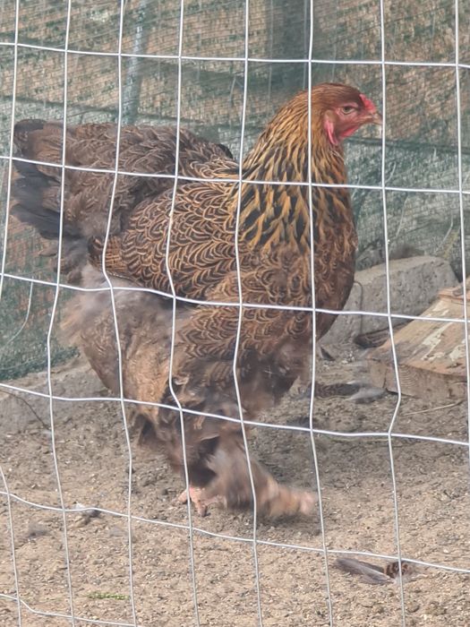 Cocosi,gaini Brahma potarnichiu,albastru si negru