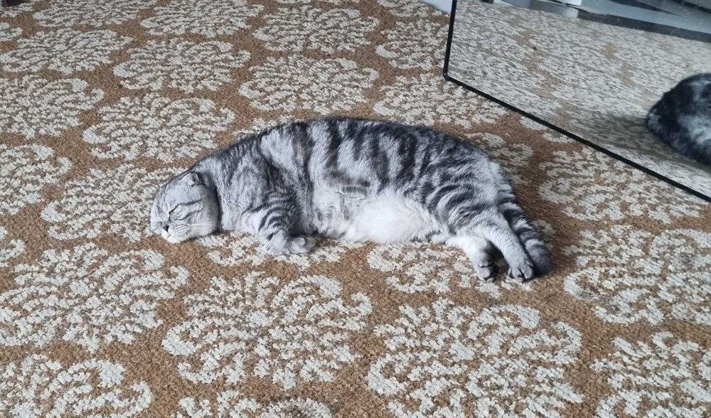 Передержка кошек, птиц, хомяков