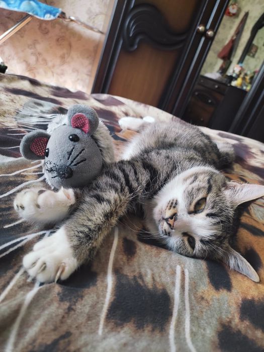 Потерялся котёнок