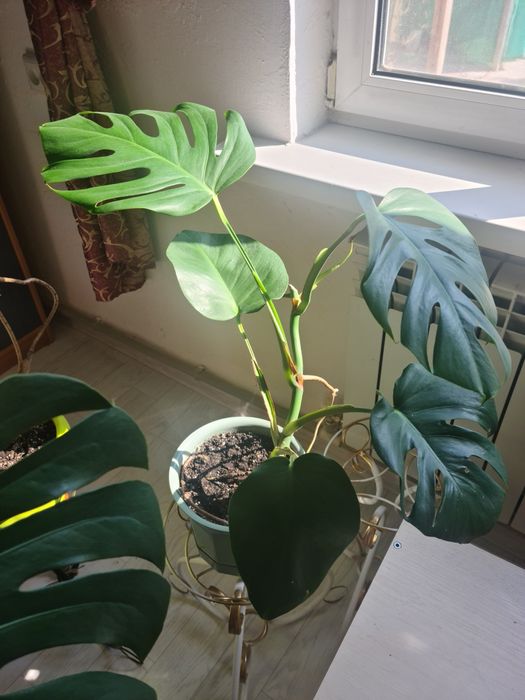Цветок Монстера , продам