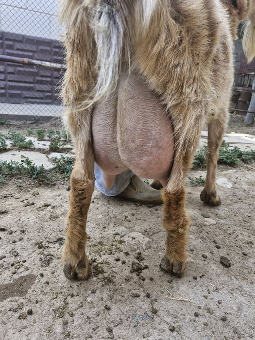 Продаётся коза. Даёт 4 литра молока.