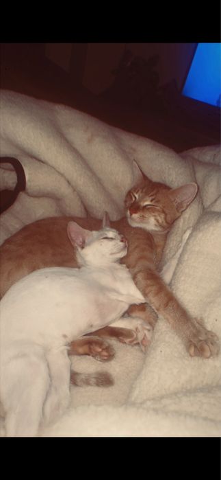 Donez pisica foarte iubitoare (baiețel)