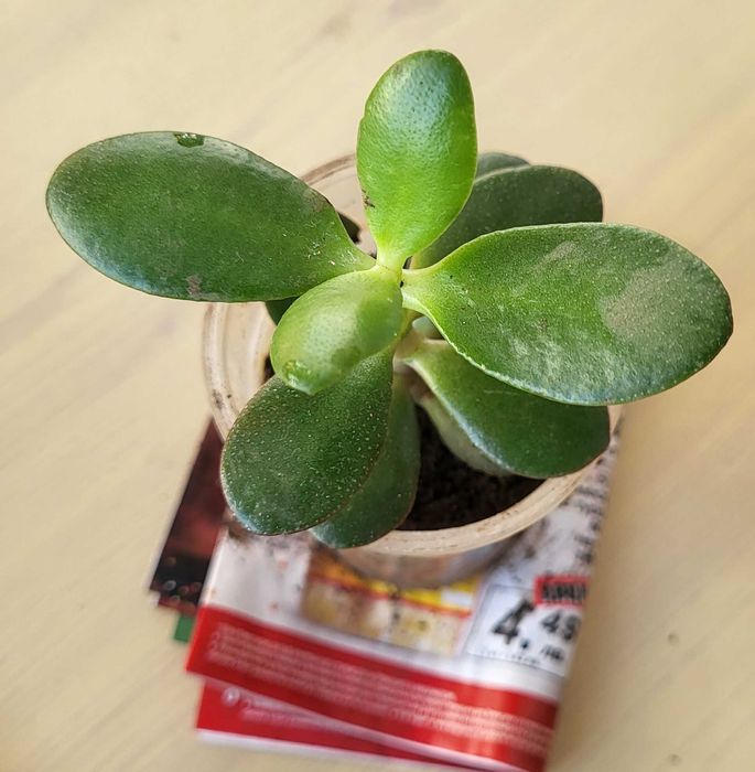 Цветя алое вера индрише дървото на живота красива лилава детелина