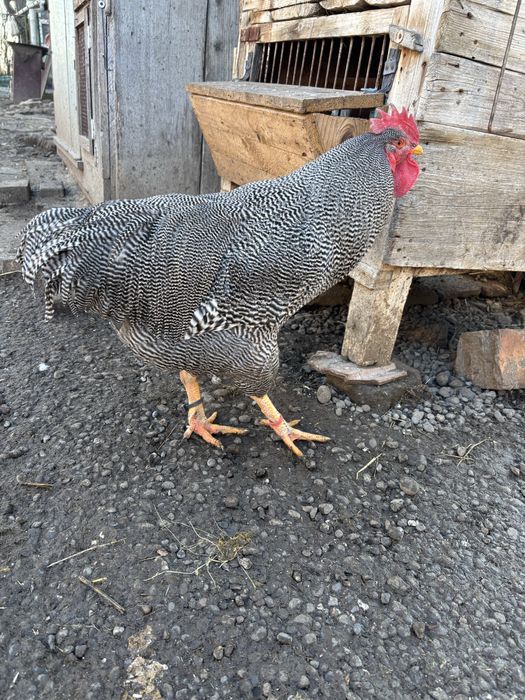 Cocos plymouth de vanzare