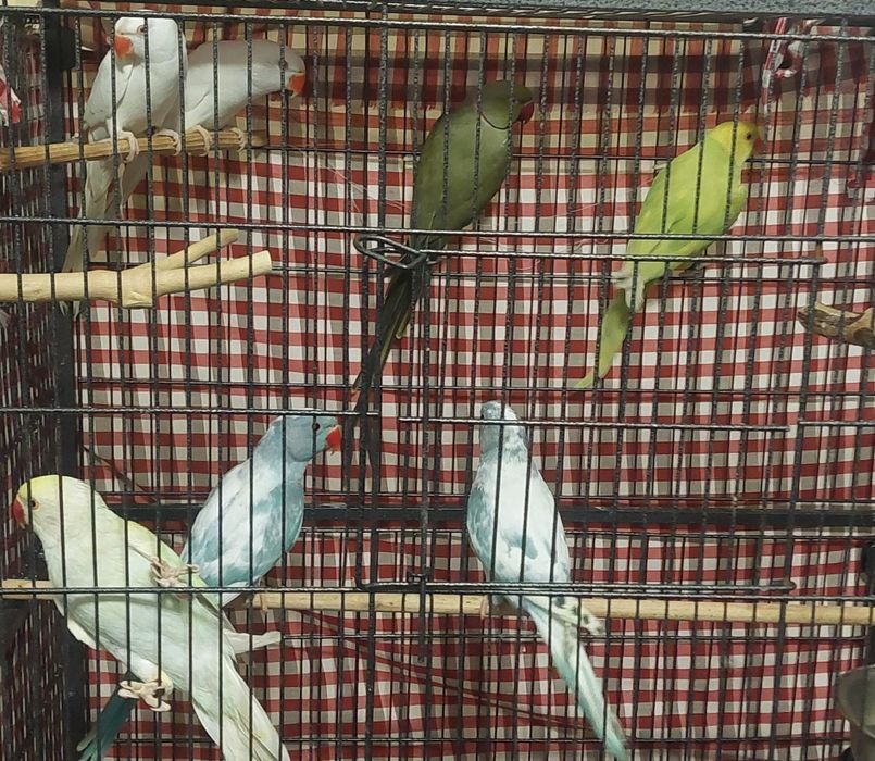 Vând papagali Amazon vorbitori mai multe rase