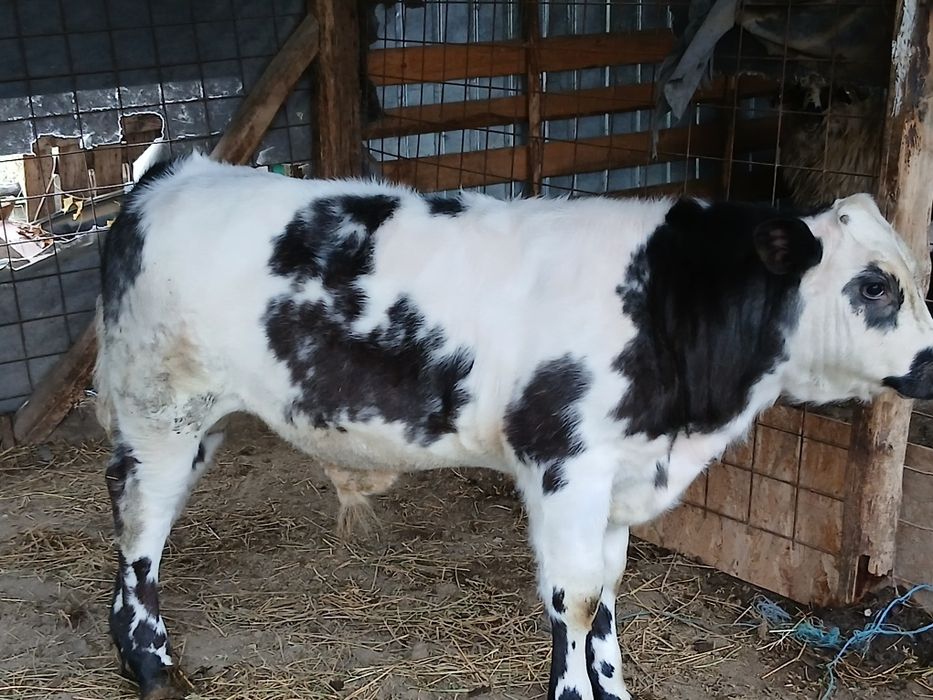 Vând vitei de carne