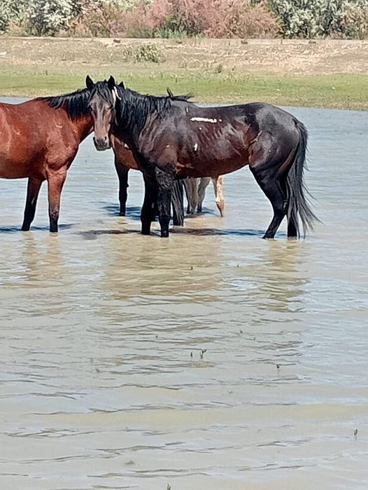 Айгыр сатылады казаки