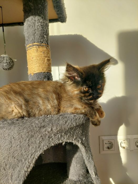 Котенок девочка Ташкент