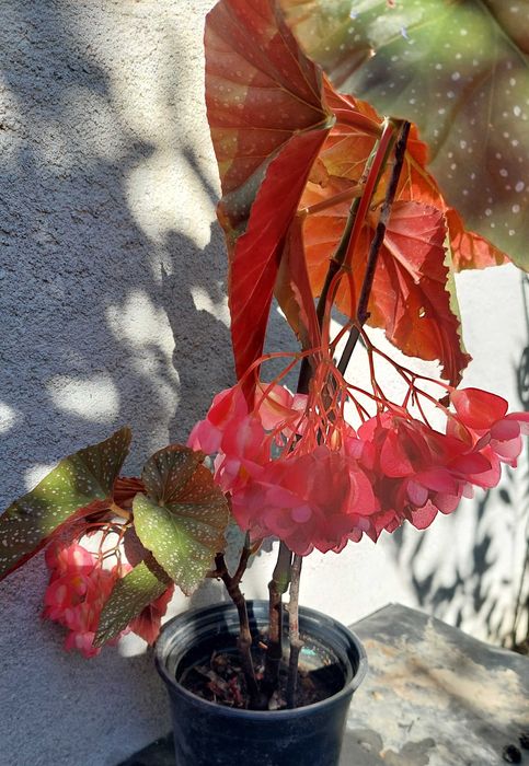 Vand planta Plaman Begonia lucernae