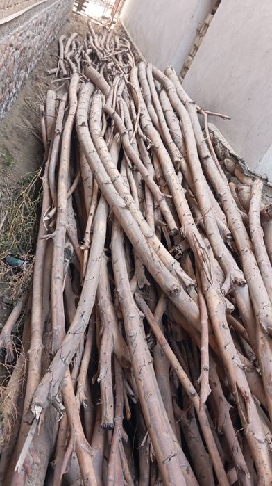 Tol tanasi bor oʻtin quruq   qishga yoqadigan