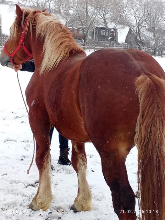 Manz pentru pretentiosi !