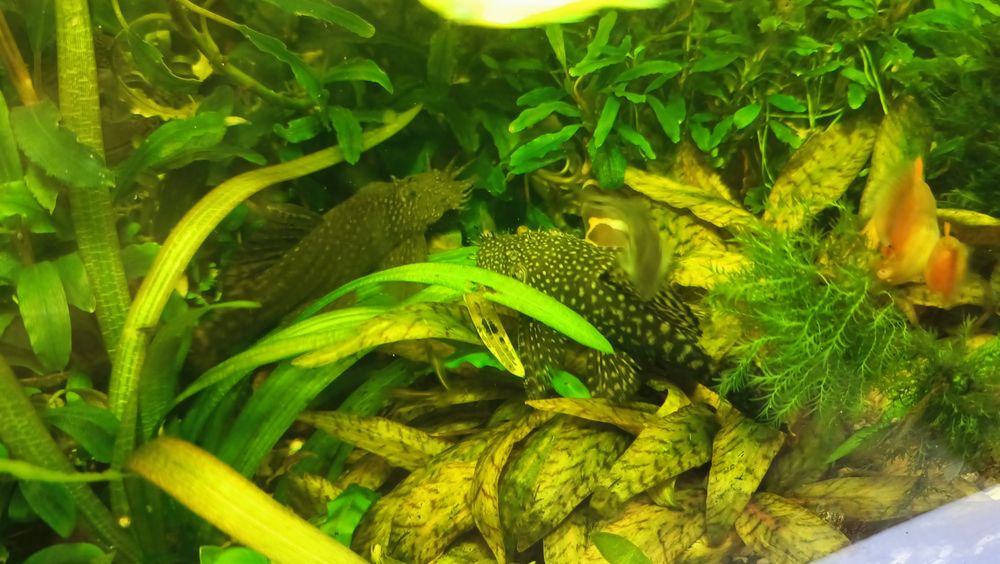 Продам слитка анциструса