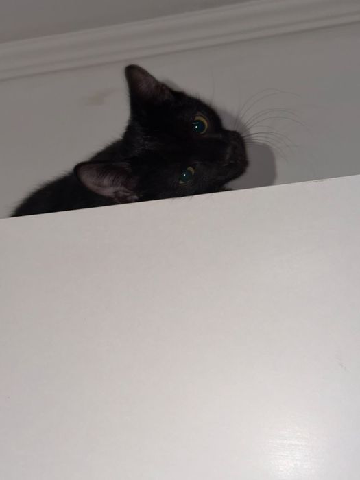 Котенок 4 месяца