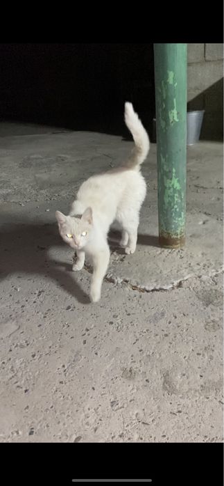 Котенок, девочка