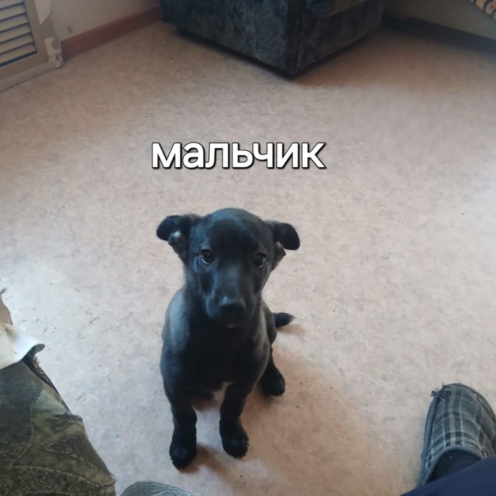 Отдам щенков дворняжек