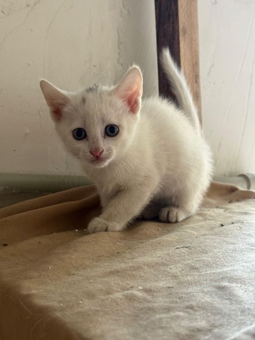Котята в добрые руки.