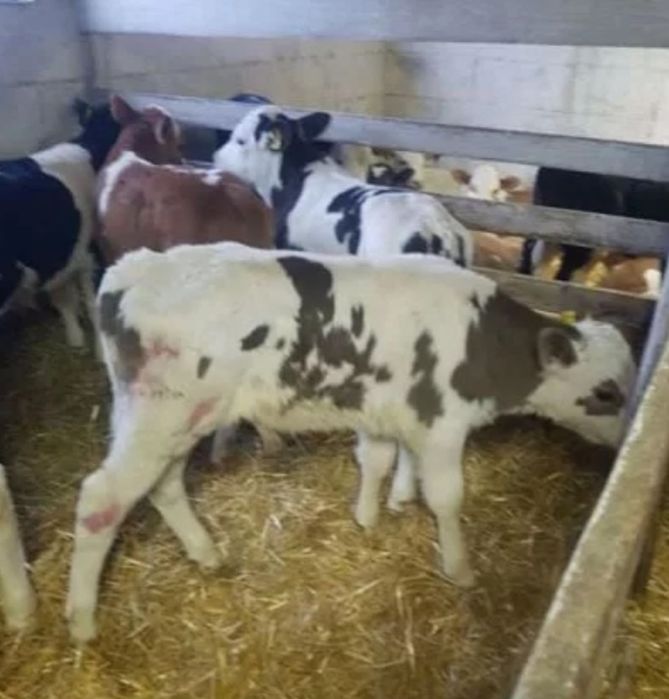 Телята бычки и телочки