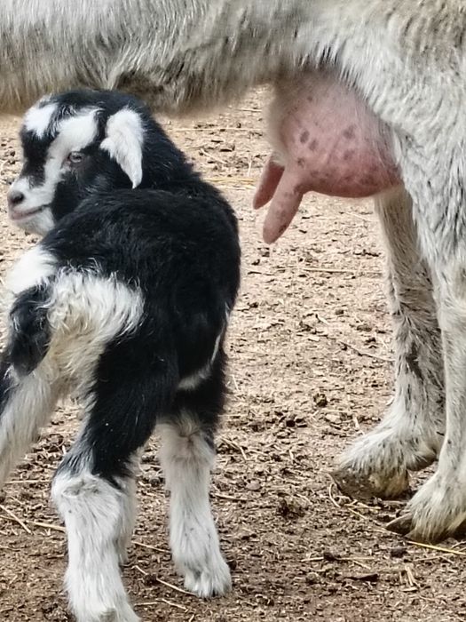 Орыс ешкі сатылады сүтті