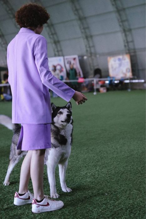 дрессировка собак