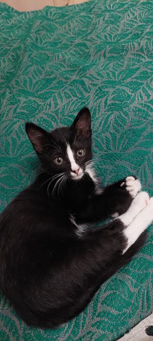 Отдам котика