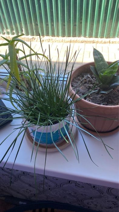 Продам милые комнатные цветочки