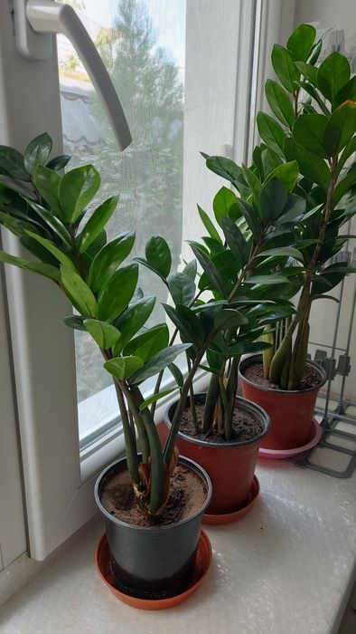 Долларовое дерево "Замиокулькас"