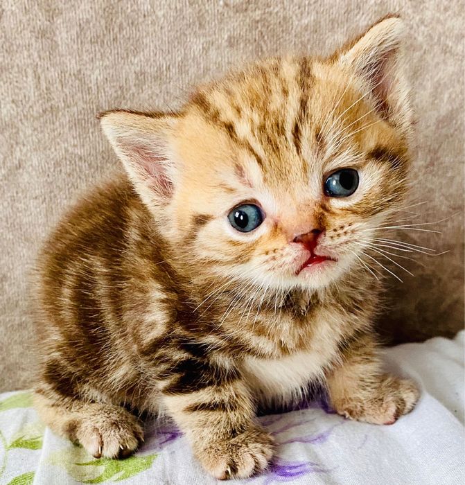 Шикарные малыши плюшки