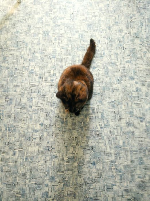 Ласковая кошечка в добрые руки