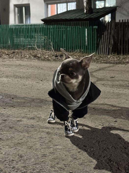 Вязка чихуахуа, ищем девочку