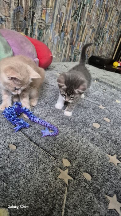 Отдам котят. К лотку приучены
