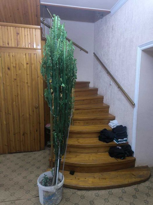 Цветы для дома Кактус Euphorbia trigona