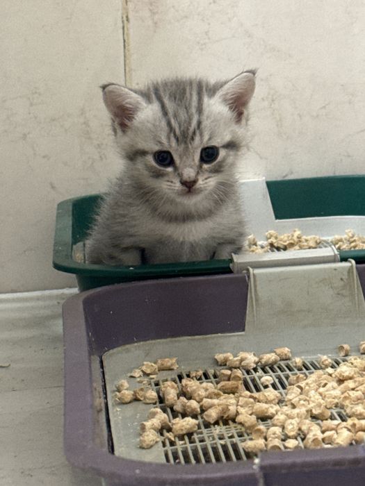 Котята шотландские