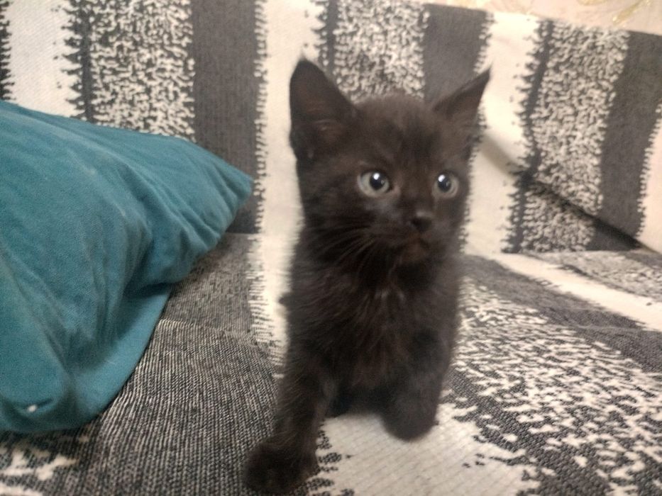Котёнок девочка.