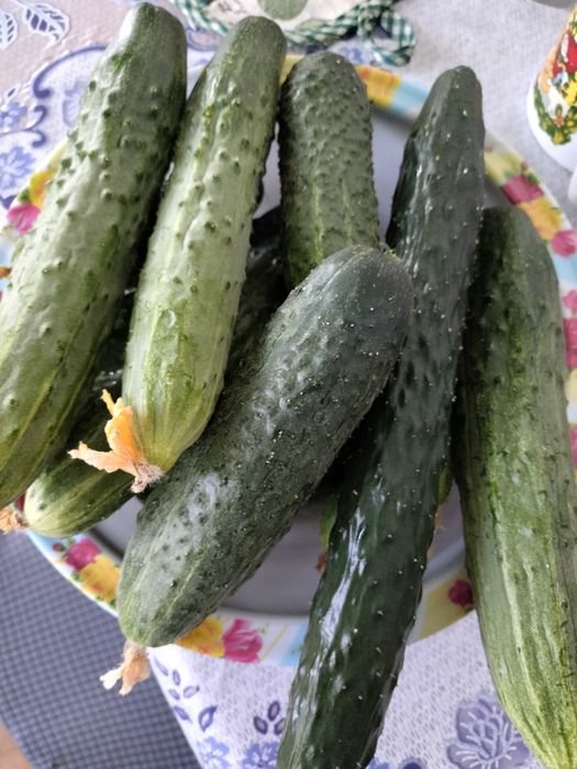 Продам дачные огурчики.