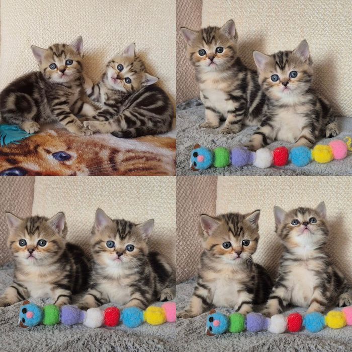 Шотландские котята-тигрята!