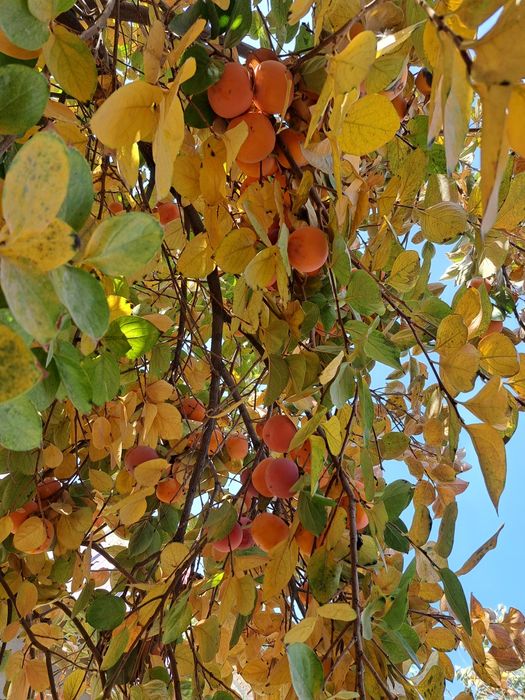 Yalangoch chandiq onlayn