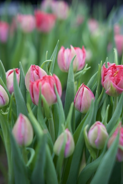 Тюльпаны на 8 марта