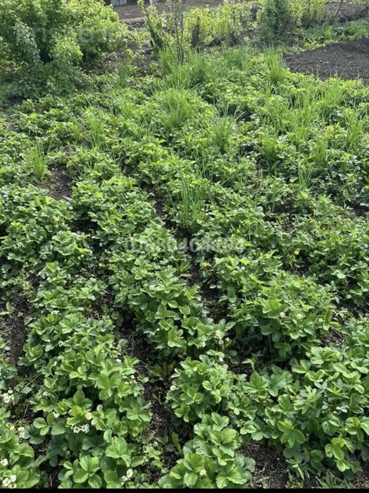 Продам дачный участок с домиком