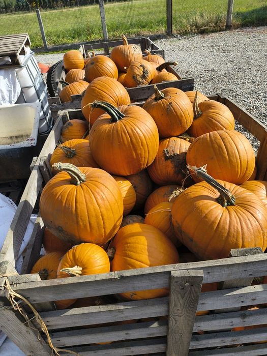 Dovleci Halloween 2,5 lei kg . Baloti paie .