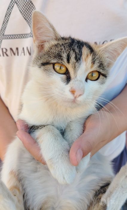 Кошка 4 месячная