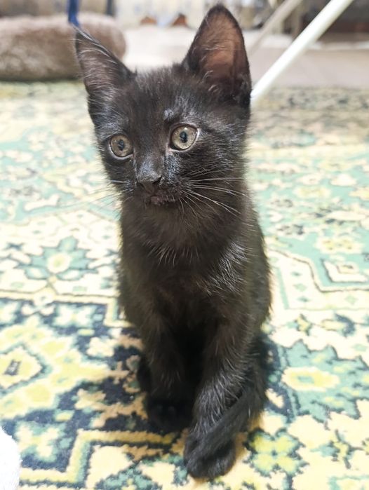 Отдам в добрые руки котят