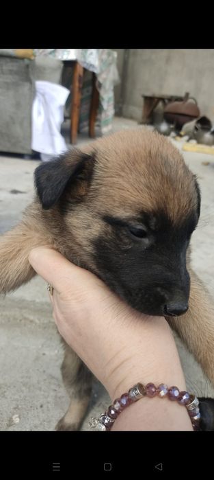 Щенки от полуовчарки ищут дом
