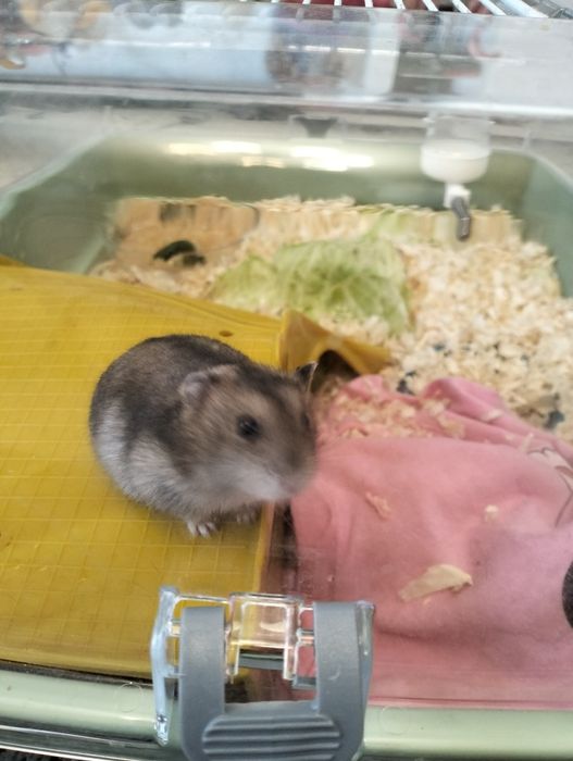 Hamsteri jucăuși