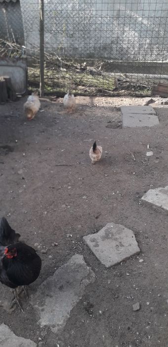 Vand sau schimb cu porumbei