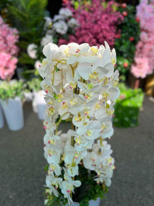 Декоративные деревья — для гостиной и кухни